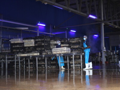 KenChic - prerada piletine u Keniji