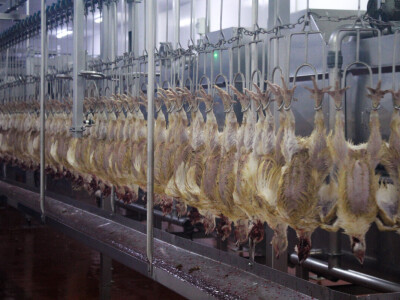 KenChic - prerada piletine u Keniji