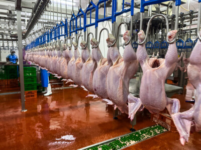 KenChic - prerada piletine u Keniji