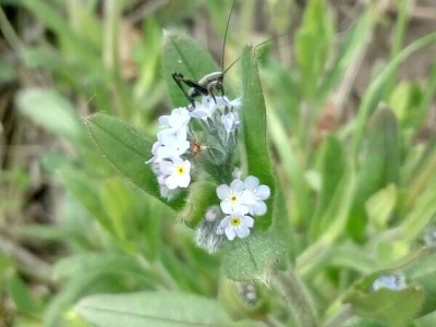 Kikina stvaraonica