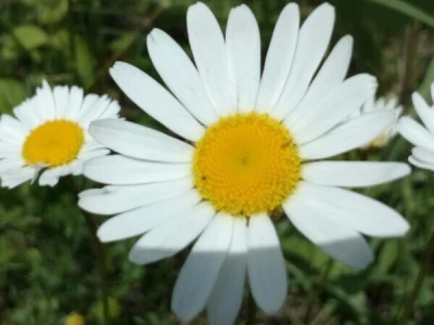 Kikina stvaraonica