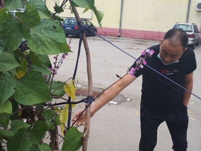 Kinezi uzgajaju povrće u žardinjerama