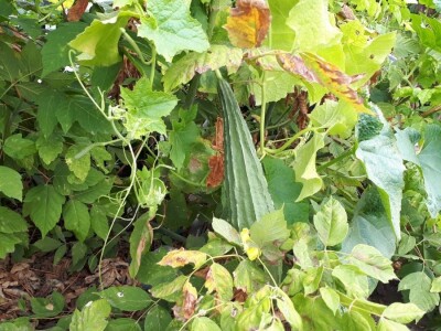 Kinezi uzgajaju povrće u žardinjerama