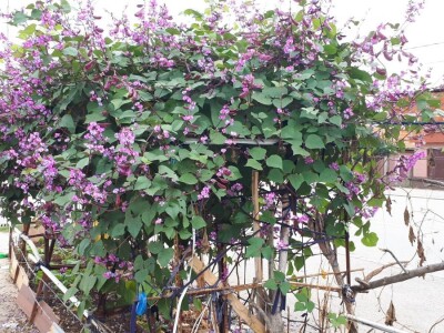 Kinezi uzgajaju povrće u žardinjerama