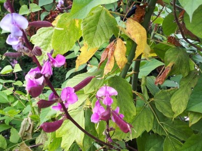 Kinezi uzgajaju povrće u žardinjerama