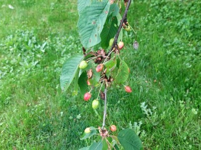 Kiša uništila rod pojedinih voćnih vrsta Kiša uništila rod pojedinih voćnih vrsta