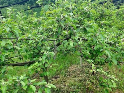 Kiša uništila rod pojedinih voćnih vrsta Kiša uništila rod pojedinih voćnih vrsta