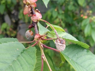 Kiša uništila rod pojedinih voćnih vrsta Kiša uništila rod pojedinih voćnih vrsta