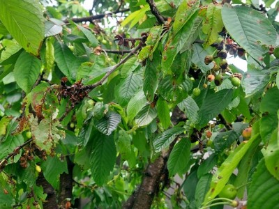 Kiša uništila rod pojedinih voćnih vrsta Kiša uništila rod pojedinih voćnih vrsta