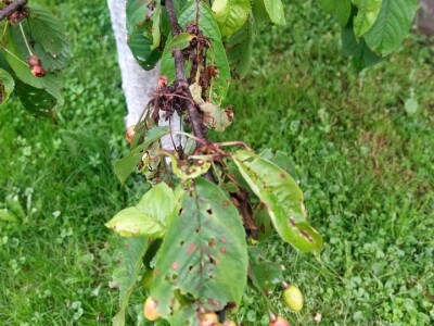 Kiša uništila rod pojedinih voćnih vrsta Kiša uništila rod pojedinih voćnih vrsta
