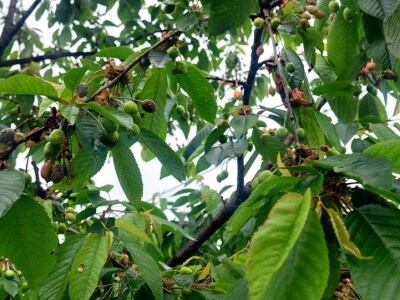 Kiša uništila rod pojedinih voćnih vrsta Kiša uništila rod pojedinih voćnih vrsta