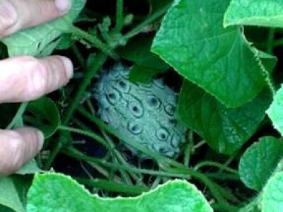 Od poznatog repera do uspješnog poljoprivrednika