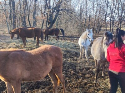 KK "Stina" Sovići (Grude)