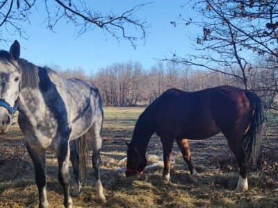 KK "Stina" Sovići (Grude)