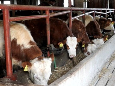 Klanje kurbana, zbrinjavanje mesa i otpada