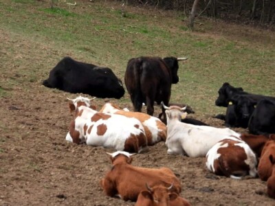 Klanje kurbana, zbrinjavanje mesa i otpada