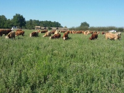 Klaster Made in Papuk