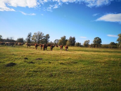 Klaster Made in Papuk