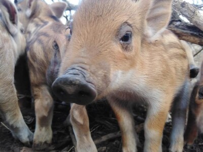 Klaster Made in Papuk