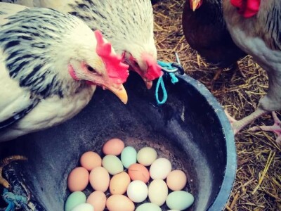 Klaster Made in Papuk