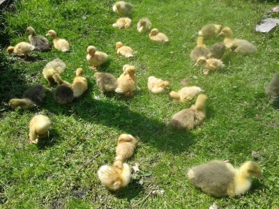 Klaster Made in Papuk