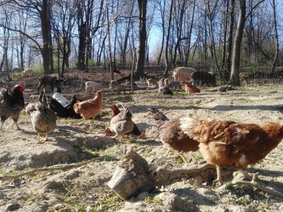 Klaster Made in Papuk