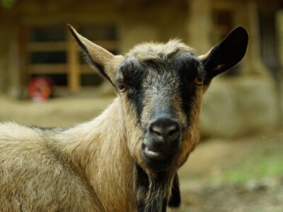 Klaster Made in Papuk