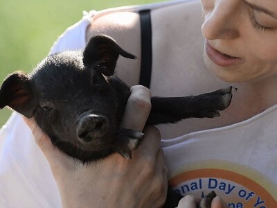 Klaster Made in Papuk