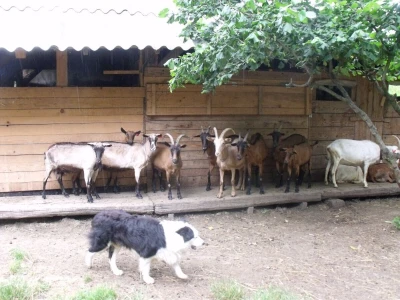 Kleić i njegove koze