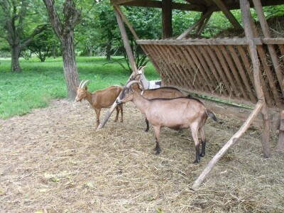 Kleić i njegove koze