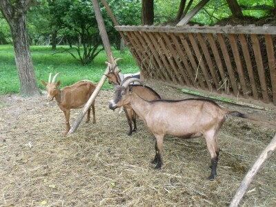 Kleić i njegove koze