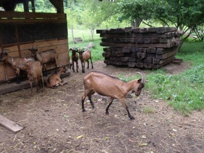 Kleić i njegove koze