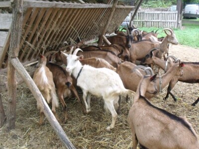 Kleić i njegove koze