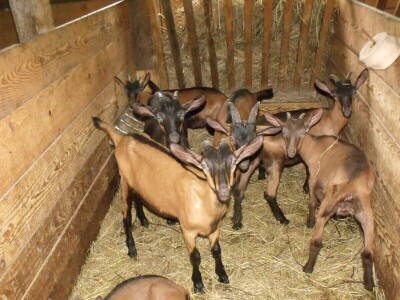 Kleić i njegove koze