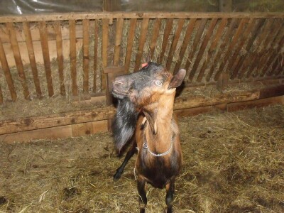 Kleić i njegove koze