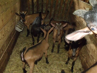 Kleić i njegove koze