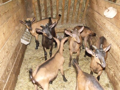 Kleić i njegove koze