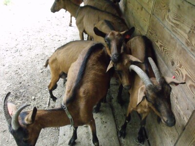 Kleić i njegove koze