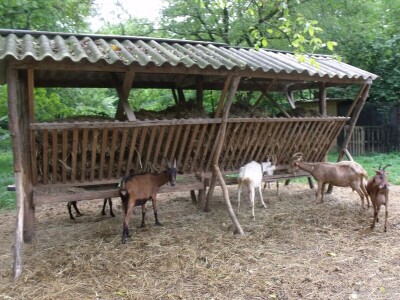 Kleić i njegove koze