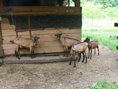 Kleić i njegove koze