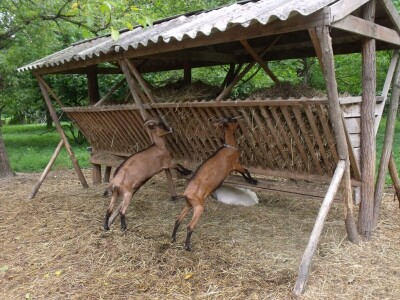 Kleić i njegove koze