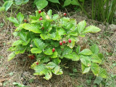 Kleić i njegove koze