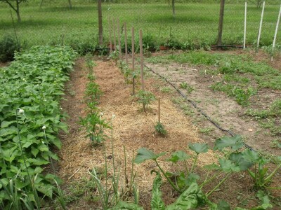 Kleić i njegove koze