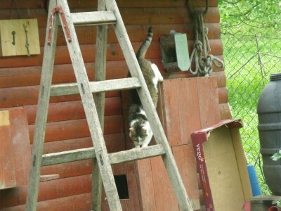 Kleić i njegove koze