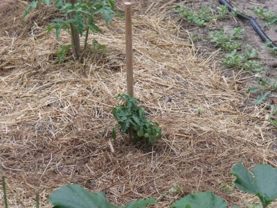 Kleić i njegove koze