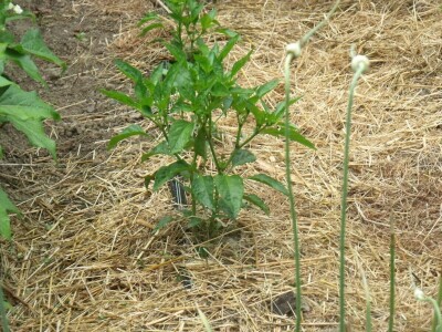 Kleić i njegove koze