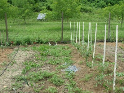 Kleić i njegove koze