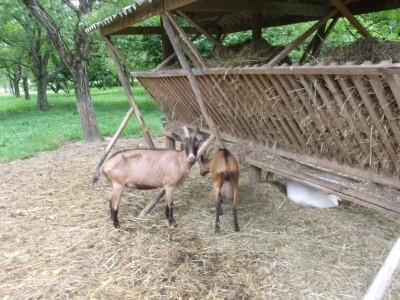 Kleić i njegove koze