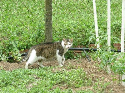 Kleić i njegove koze