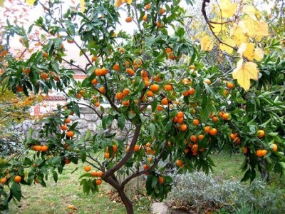 Neretvanske mandarine i klementine